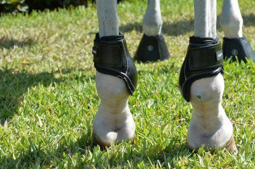 Young Horse Hind Boot by Equifit